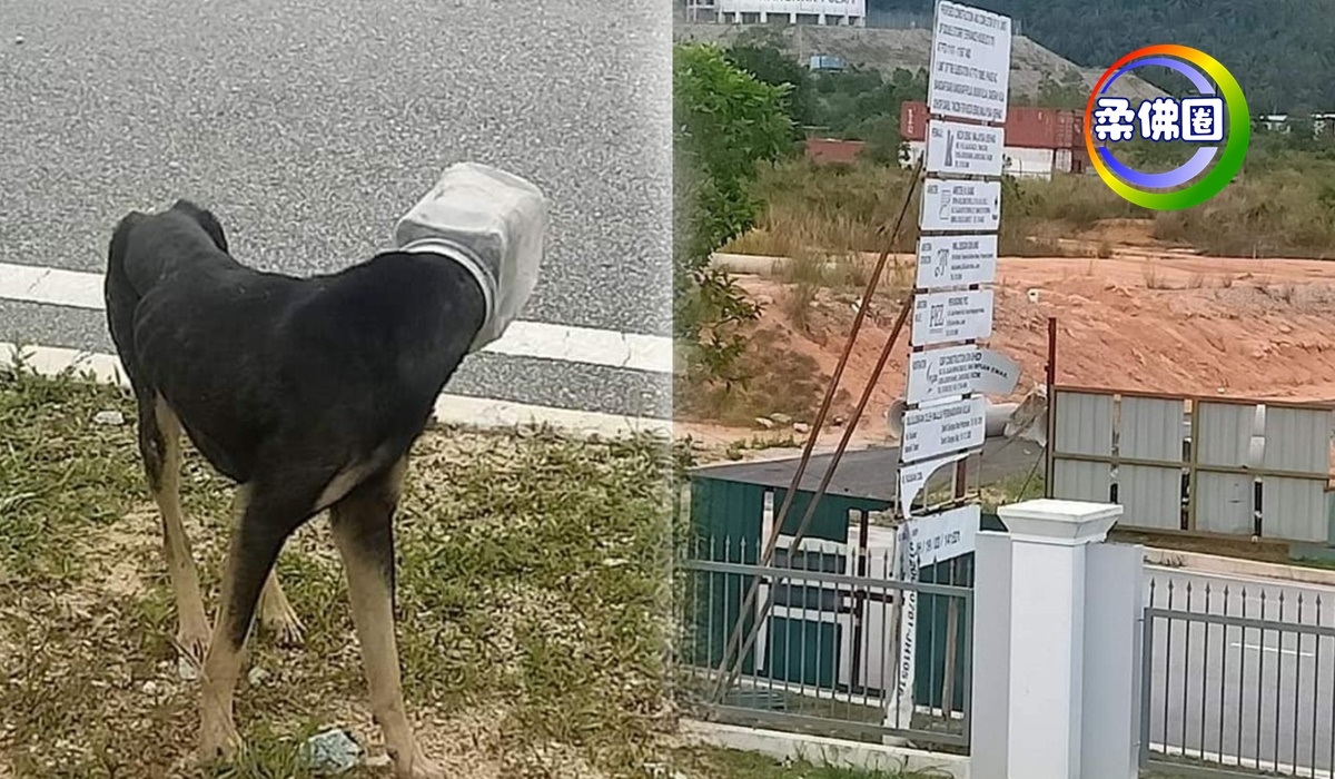 狗头被塑料罐套着  至少三天了  谁来搭救？