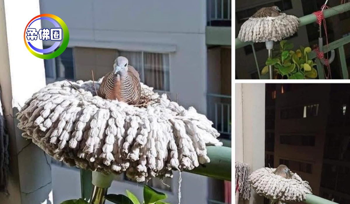 拖把变鸟巢   鸟妈也太聪明了！