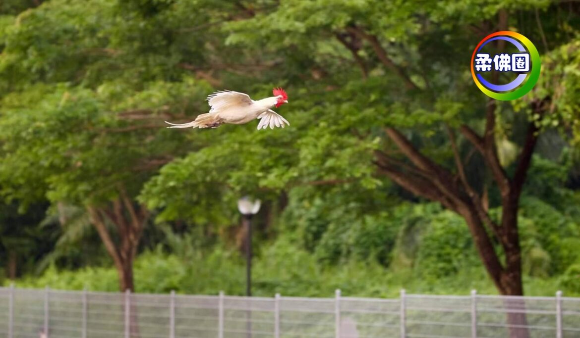 巴西立河上翱翔    白羽红冠鸡帅呆了！