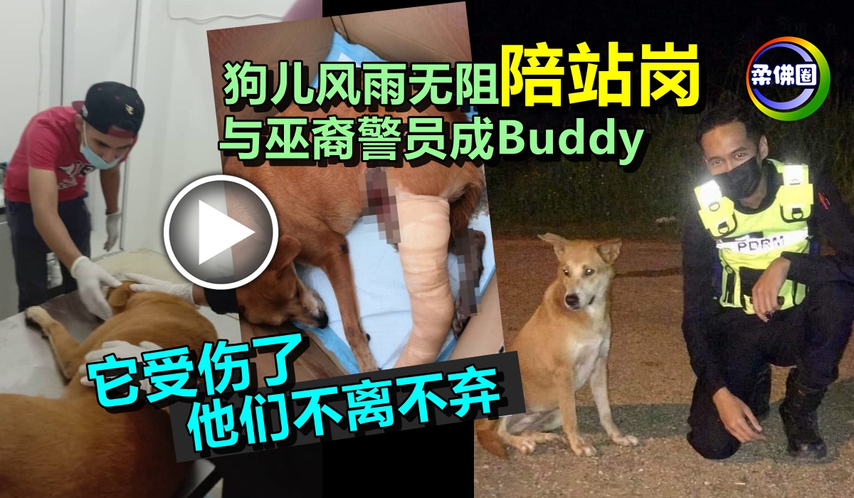 狗儿风雨无阻陪站岗  与巫裔警员成Buddy   它受伤了他们不离不弃