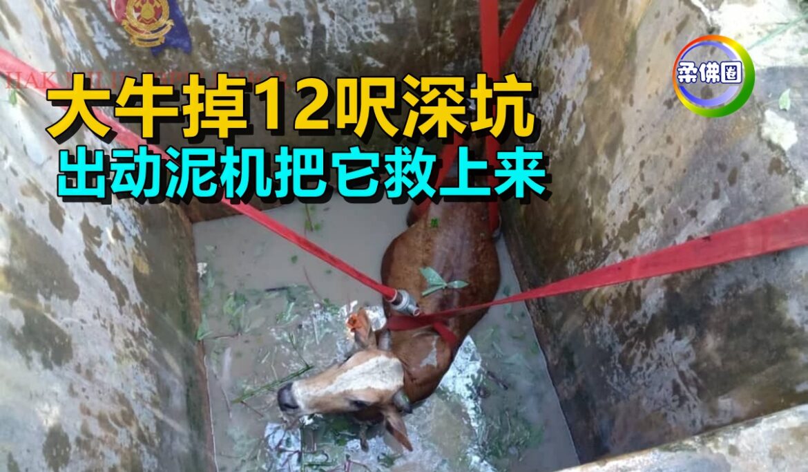大牛掉12呎深坑    出动泥机把它救上来