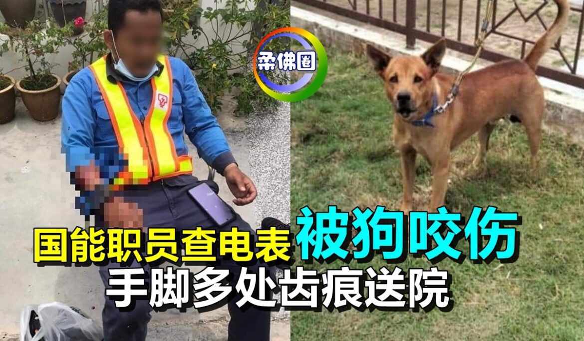 国能职员查电表时    被狗咬伤    手脚处处齿送院