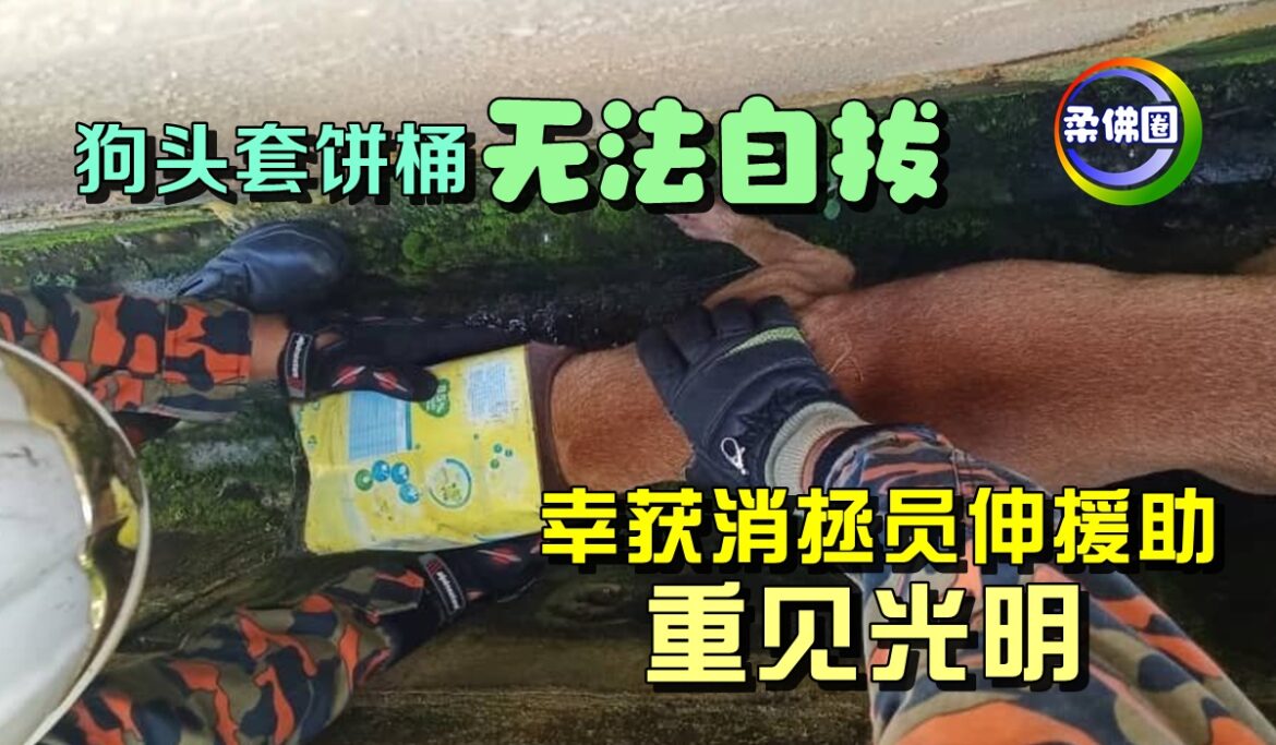 狗头套饼桶无法自拔  幸获消拯员伸援助  重见光明