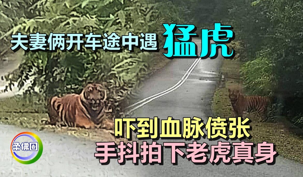 夫妻俩开车途中遇猛虎   吓到血脉偾张   手抖拍下老虎真身