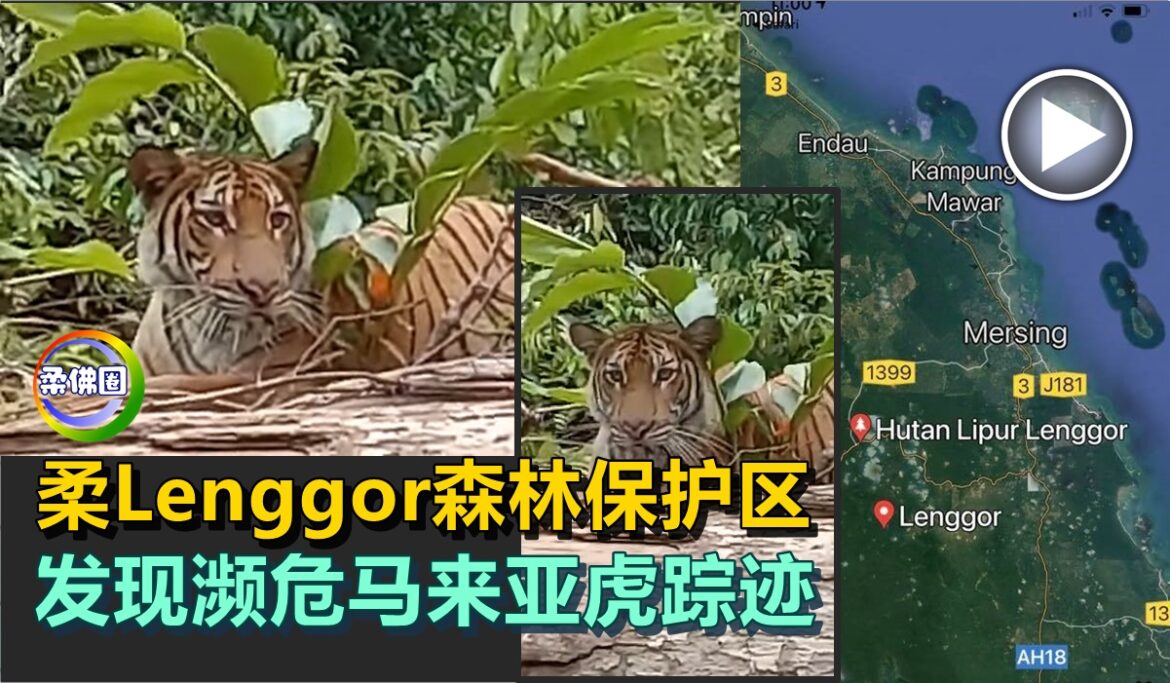 柔Lenggor森林保护区    发现濒危马来亚虎踪迹