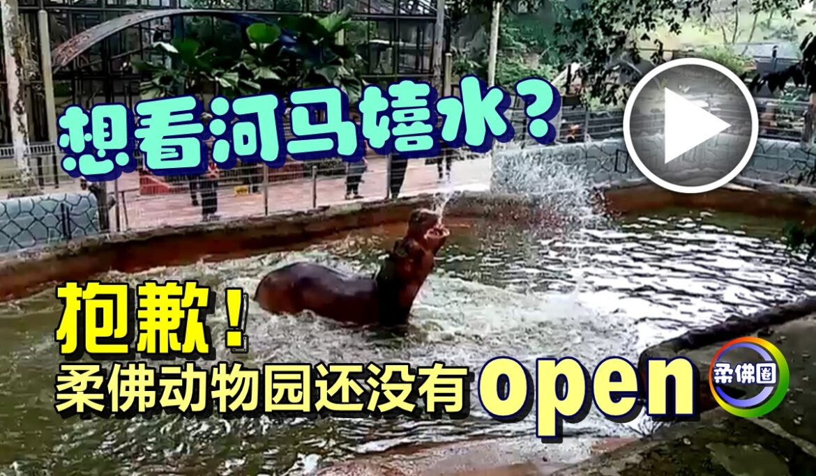 想看河马嬉水？抱歉！柔佛动物园还没有open！