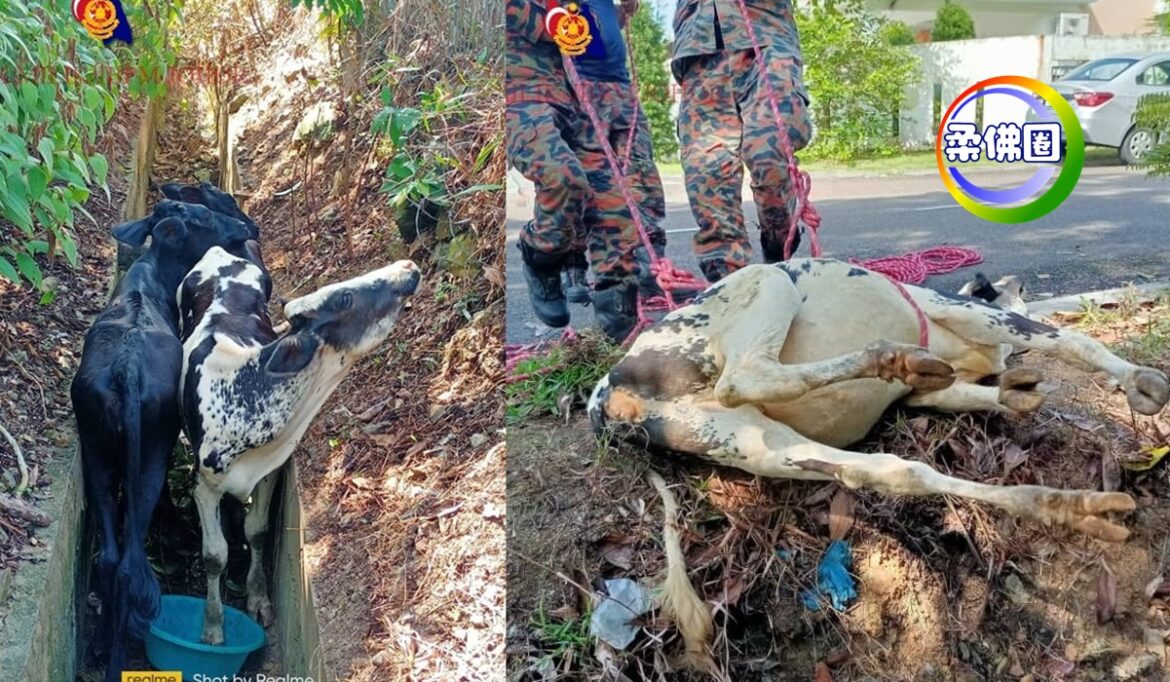 小牛掉沟上不来   消拯叔叔救上来