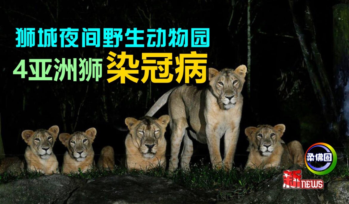 狮城夜间野生动物园     4只亚洲狮染冠病