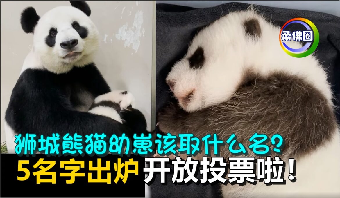 狮城熊猫幼崽该取什么名？   5名字出炉  开放投票啦！