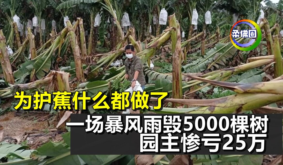 为护蕉什么都做了  一场暴风雨毁5000棵树   园主惨亏25万