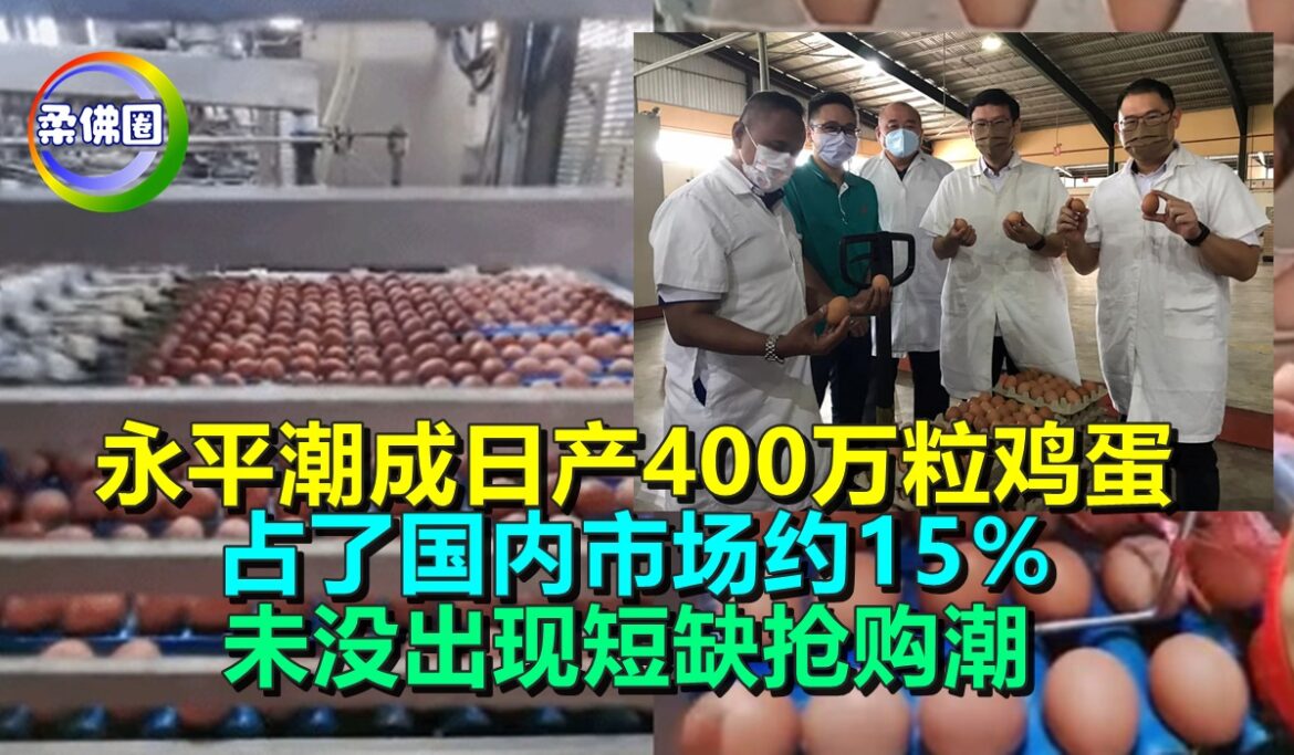 永平潮成日产400万粒鸡蛋   占了国内市场约15％  未没出现短缺抢购潮