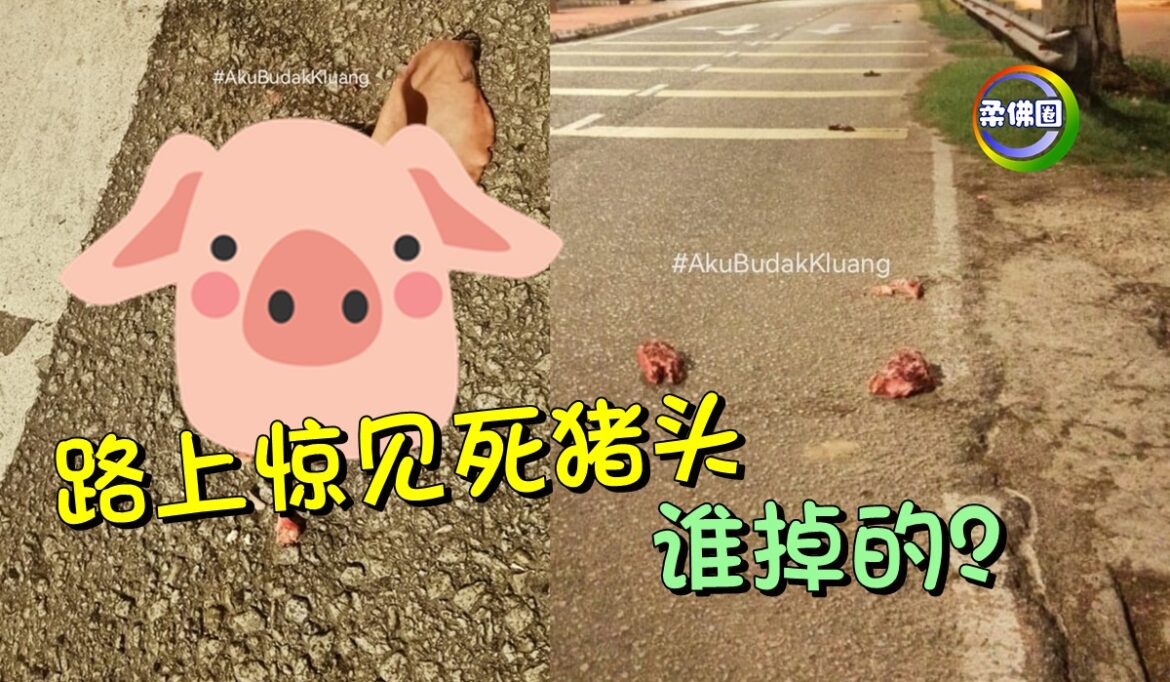 路上惊见死猪头  谁掉的？