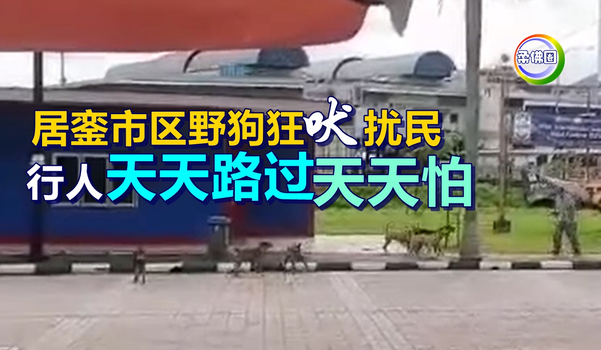 居銮市区野狗狂吠扰民 行人天天路过天天怕 - 柔佛圈