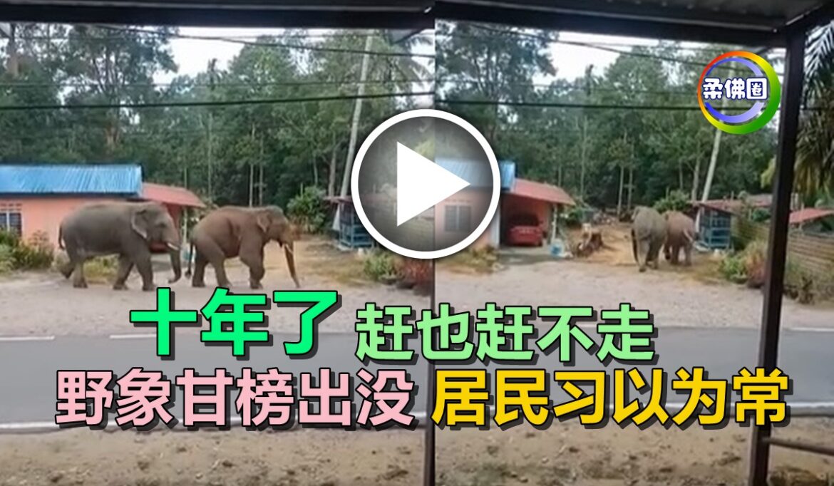 十年了  赶也赶不走  野象甘榜出没   居民习以为常