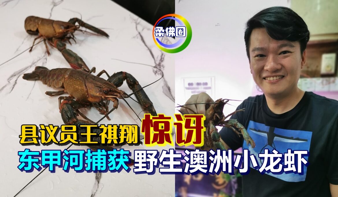 县议员王祺翔惊讶   东甲河捕获“野生澳洲小龙虾”