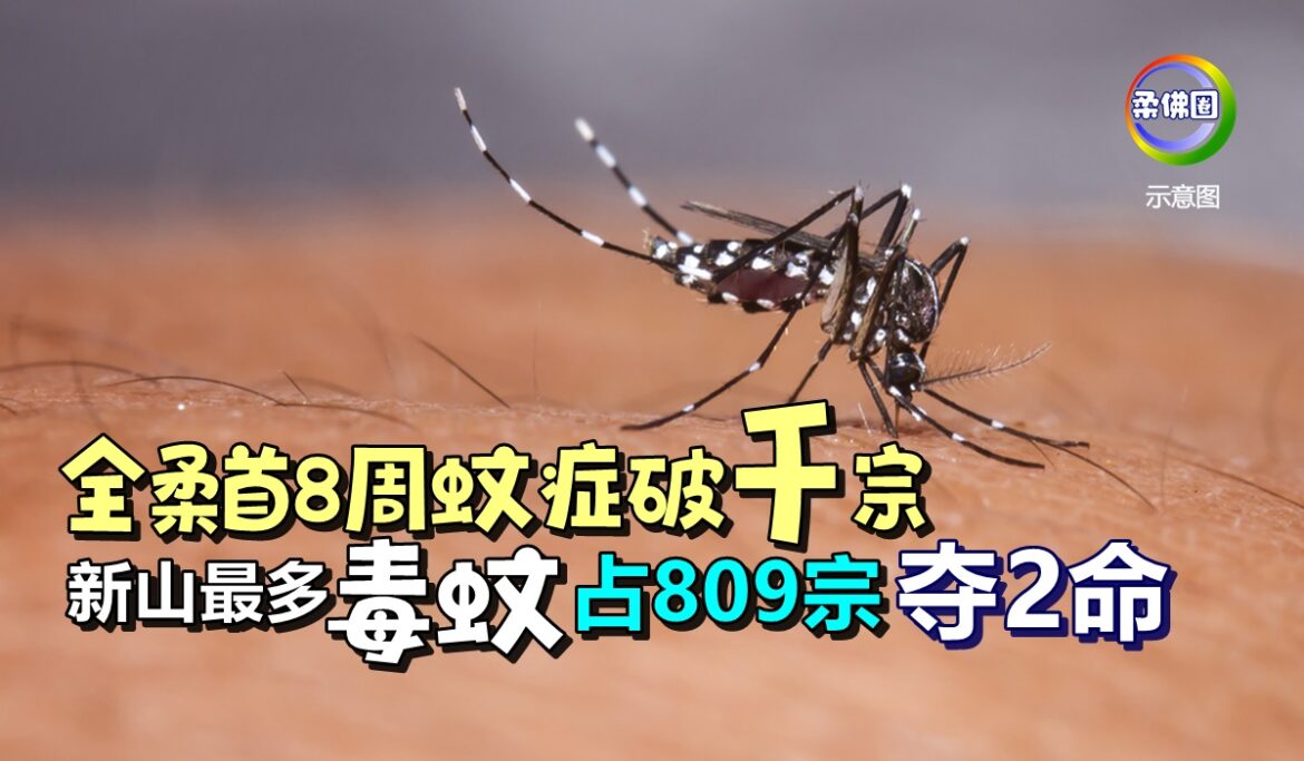 全柔首8周蚊症破千宗   新山最多毒蚊  占809宗夺2命