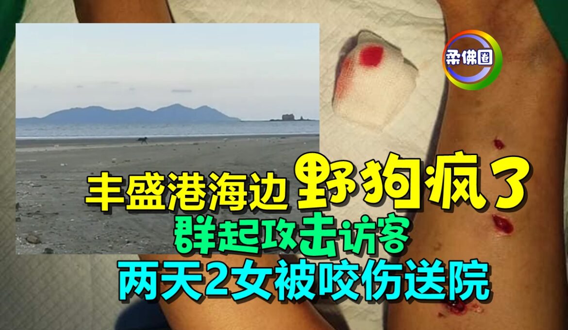 丰盛港海边野狗疯了   群起攻击访客   两天2女被咬伤送院