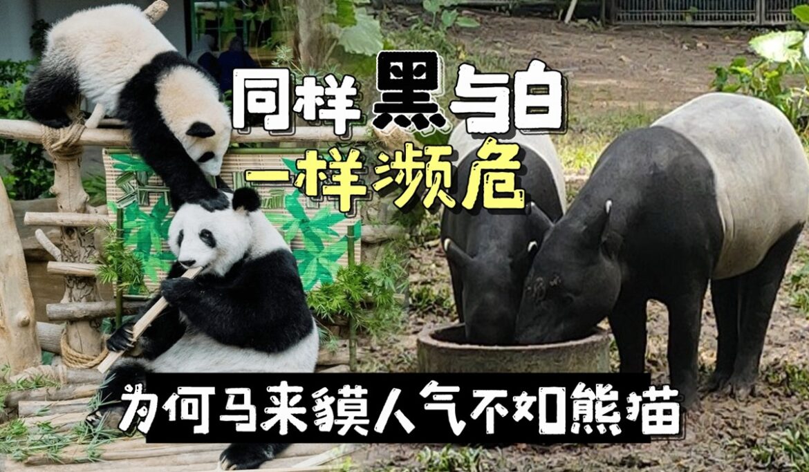 “大马国宝”马来貘   为何国内人气输熊猫
