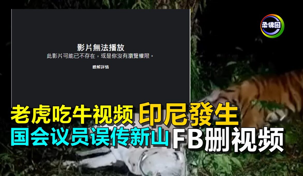 老虎吃牛视频印尼发生   国会议员误传在新山   FB删视频