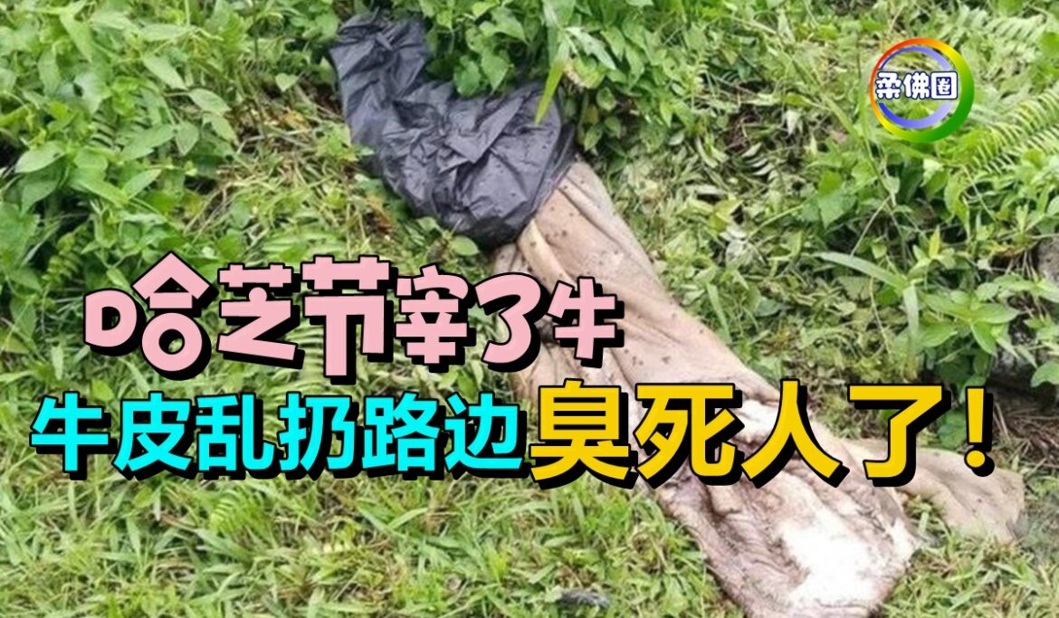 哈芝节宰了牛  牛皮乱扔路边  臭死人了！