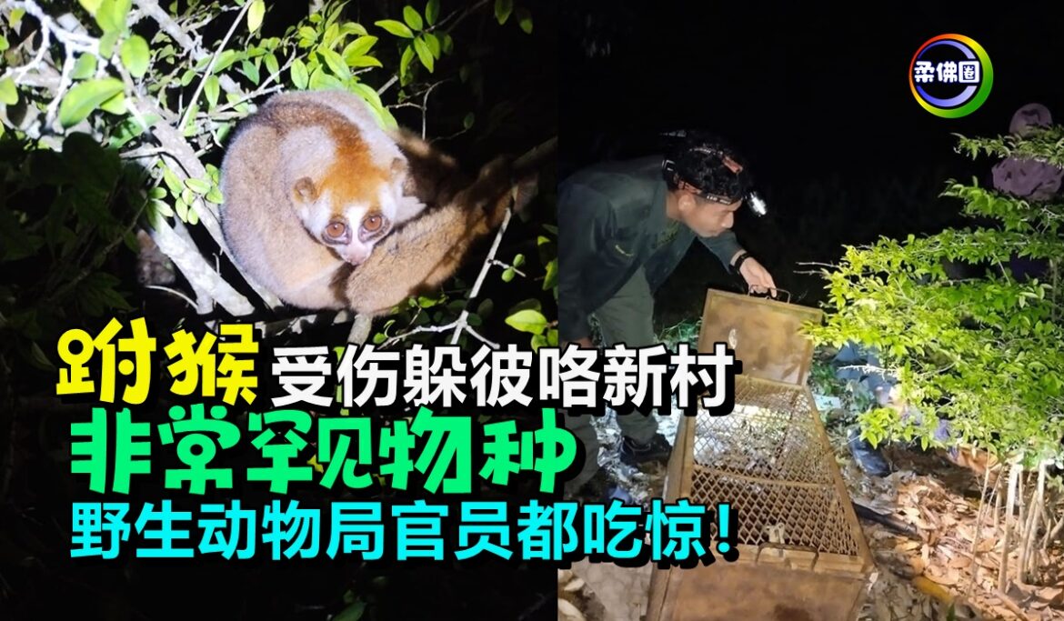 跗猴受伤躲彼咯新村   非常罕见物种  野生动物局官员都吃惊！