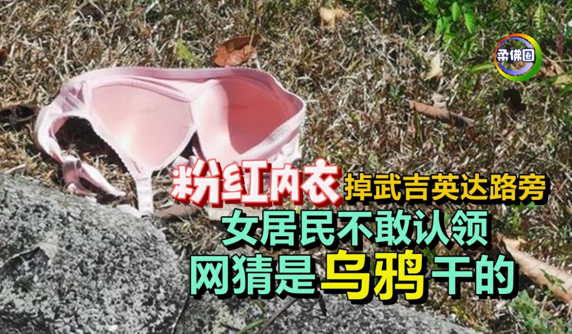 粉红内衣掉武吉英达路旁   女居民不敢认领   网猜是“乌鸦”干的