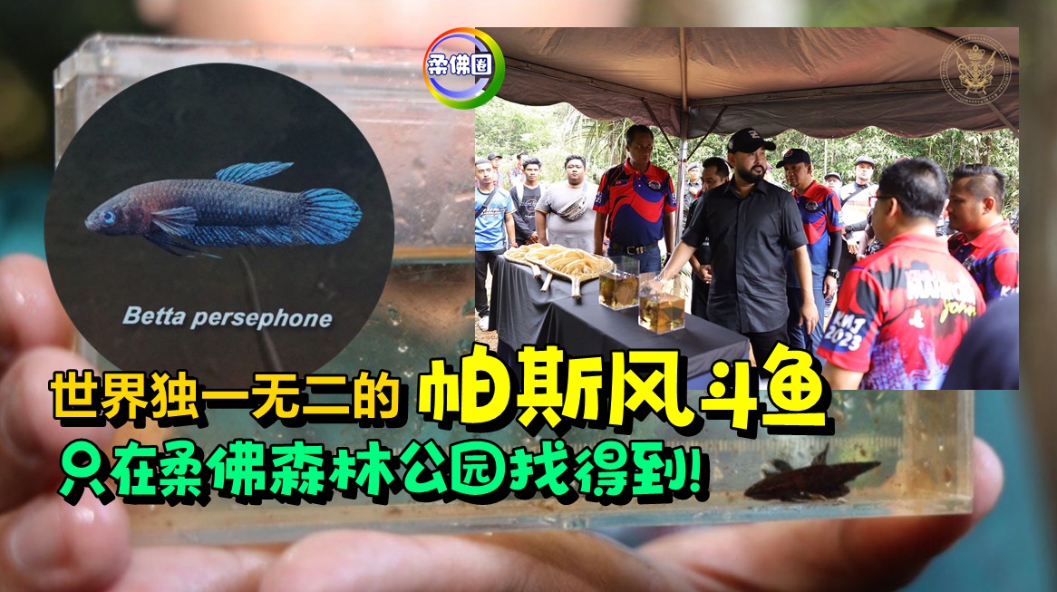 世界独一无二的帕斯风斗鱼   只在柔佛森林公园找得到！