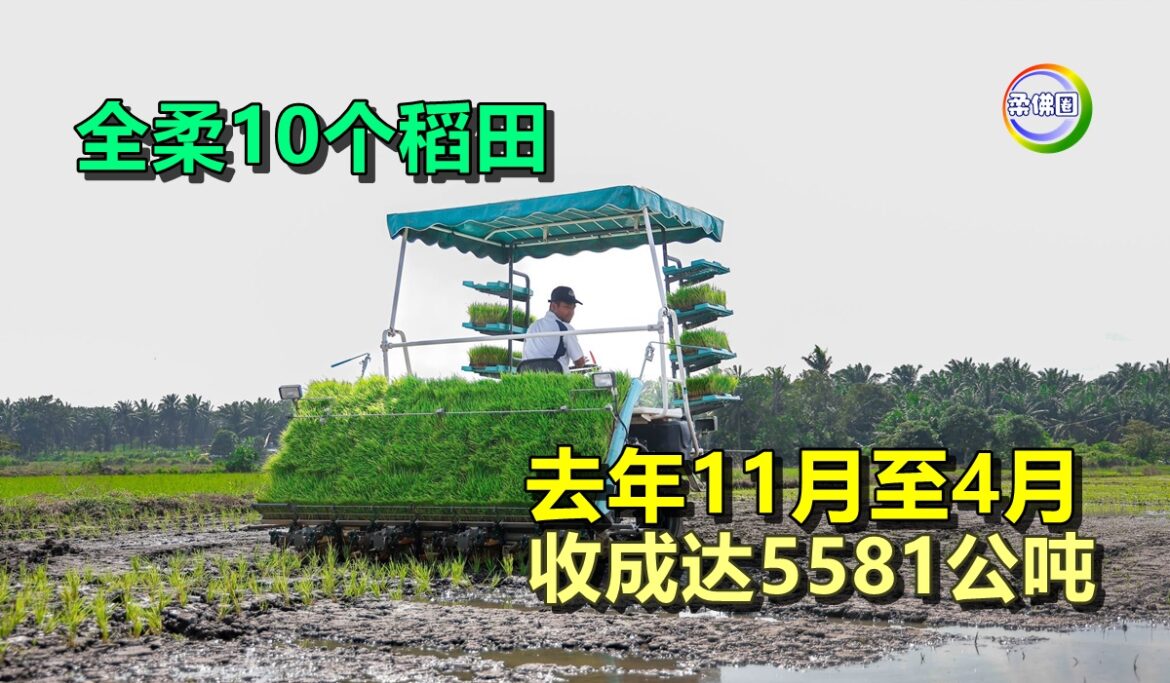 全柔10个稻田  去年11月至4月  收成达5581公吨