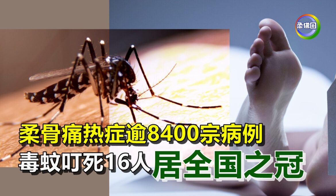 柔骨痛热症逾8400宗病例   毒蚊叮死16人  居全国之冠
