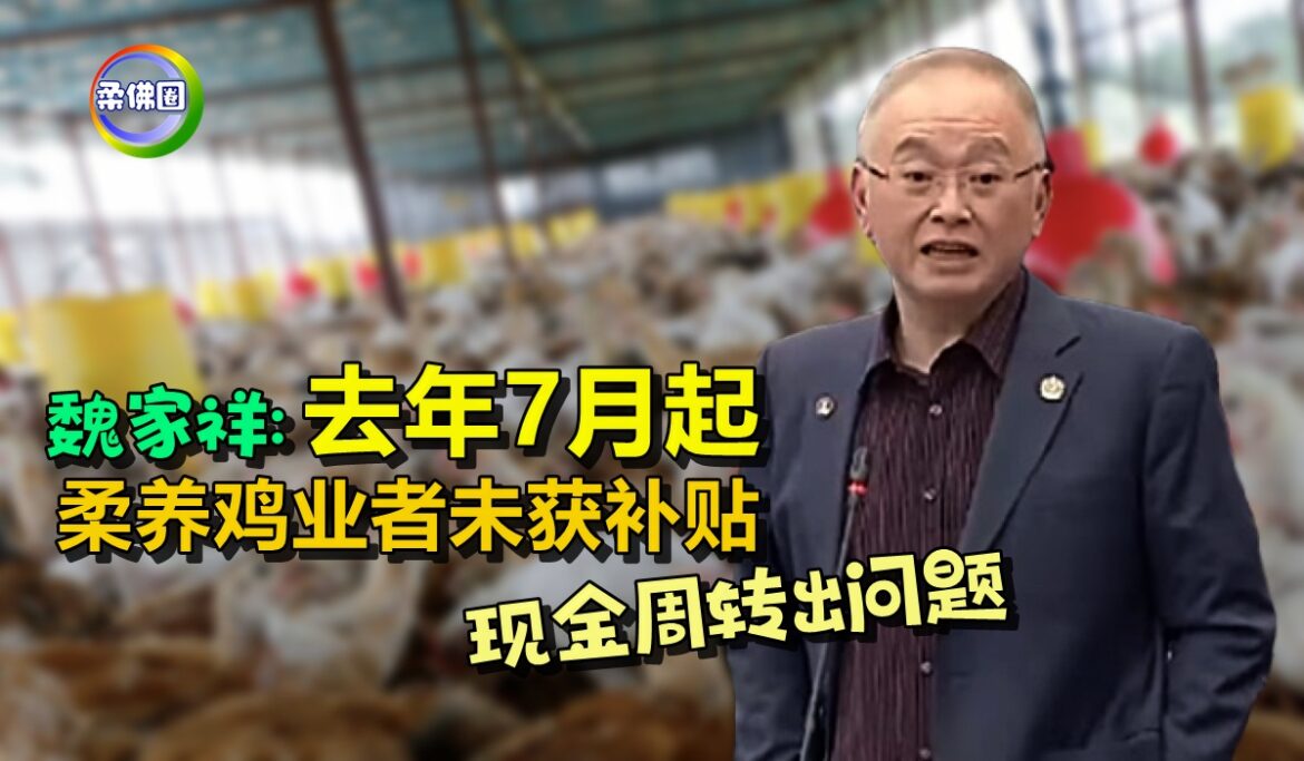 魏家祥:去年7月起  柔养鸡业者未获补贴  现金周转出问题