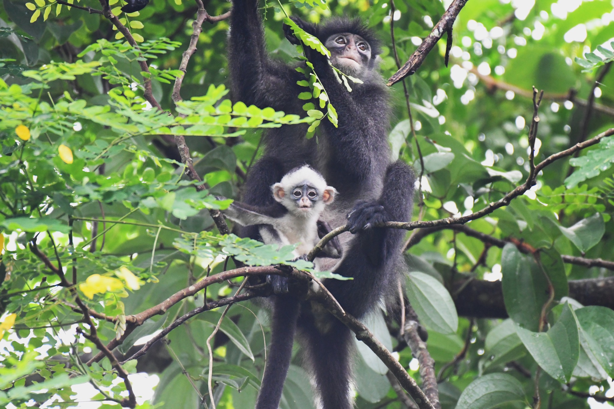 ■印尼叶猴。(图： Mandai Nature）