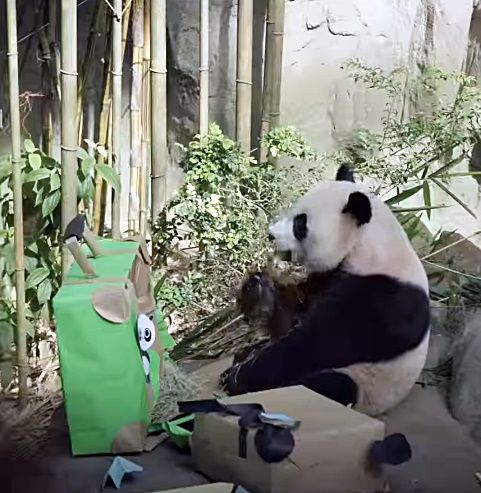 ■叻叻的行李箱。