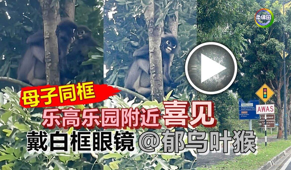 乐高乐园附近  喜见戴白框眼镜的郁乌叶猴  母子同框