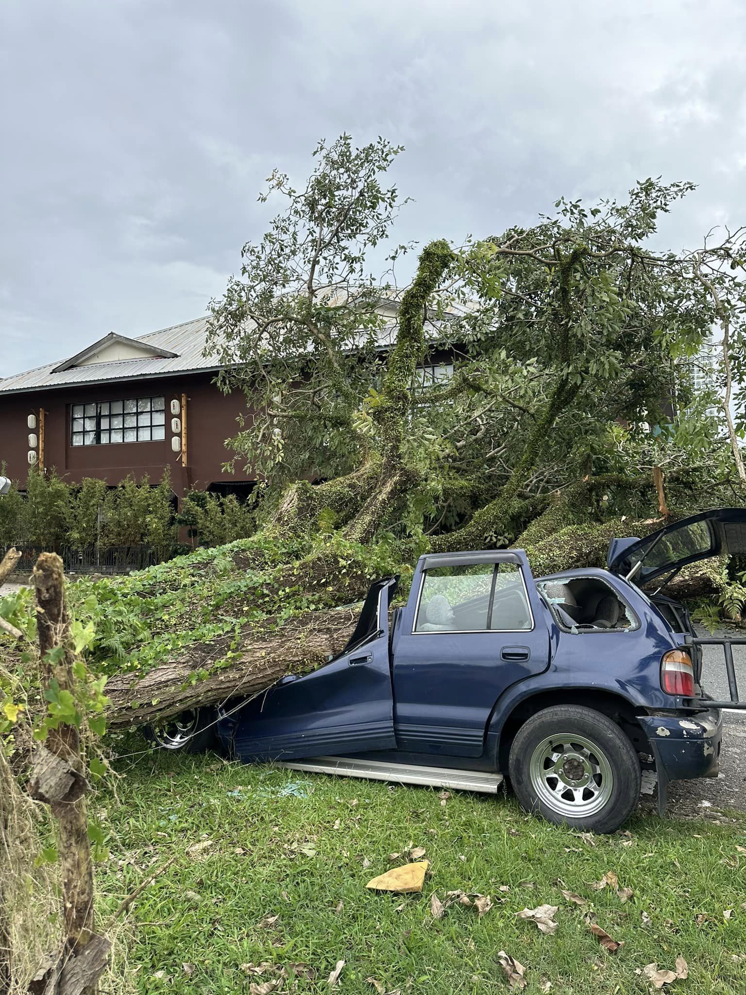 ■茂奥斯汀树倒下,压中停泊在路边的轿车。(图sky man)
