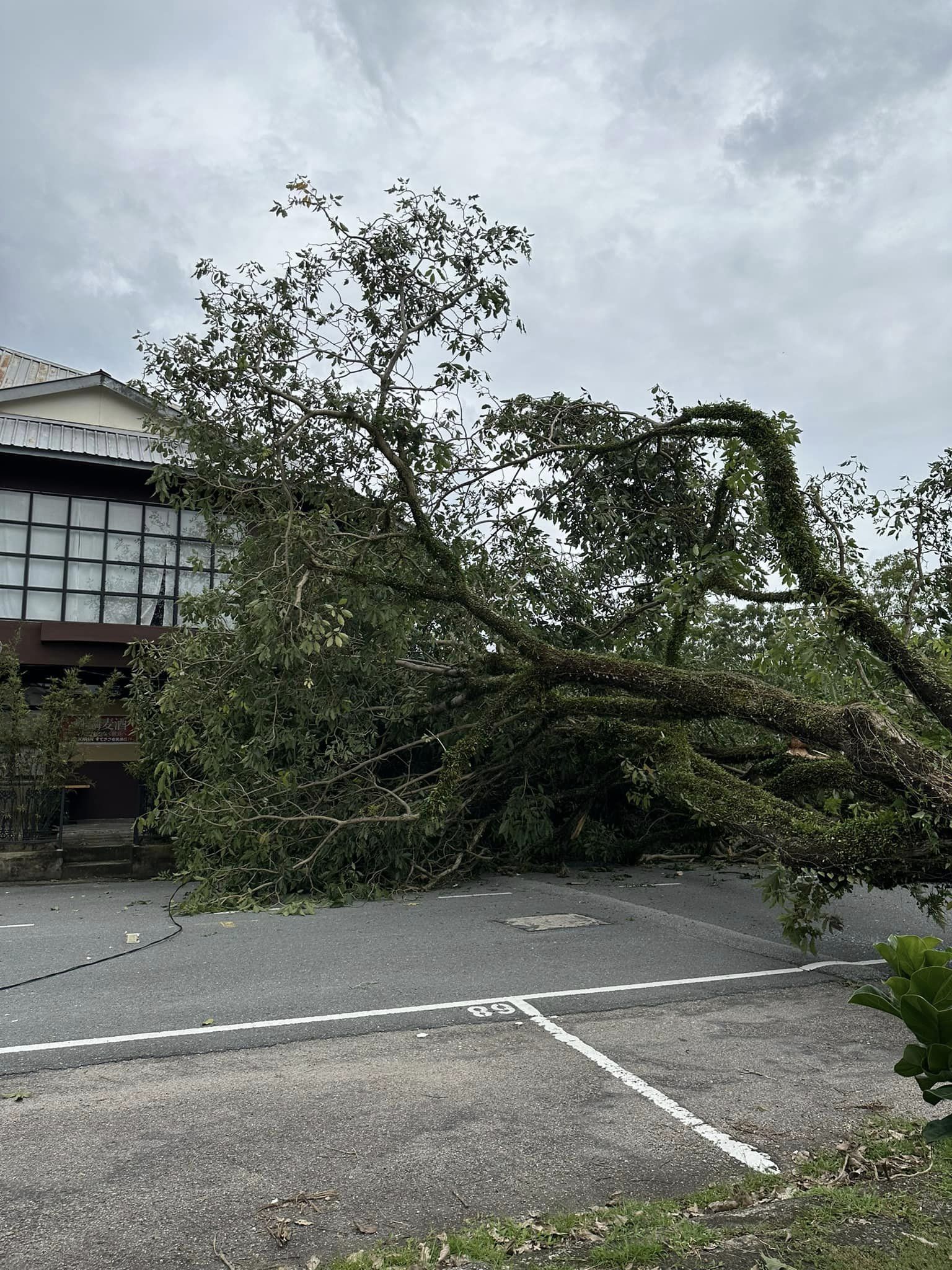 ■茂奥斯汀树倒下。(图sky man)