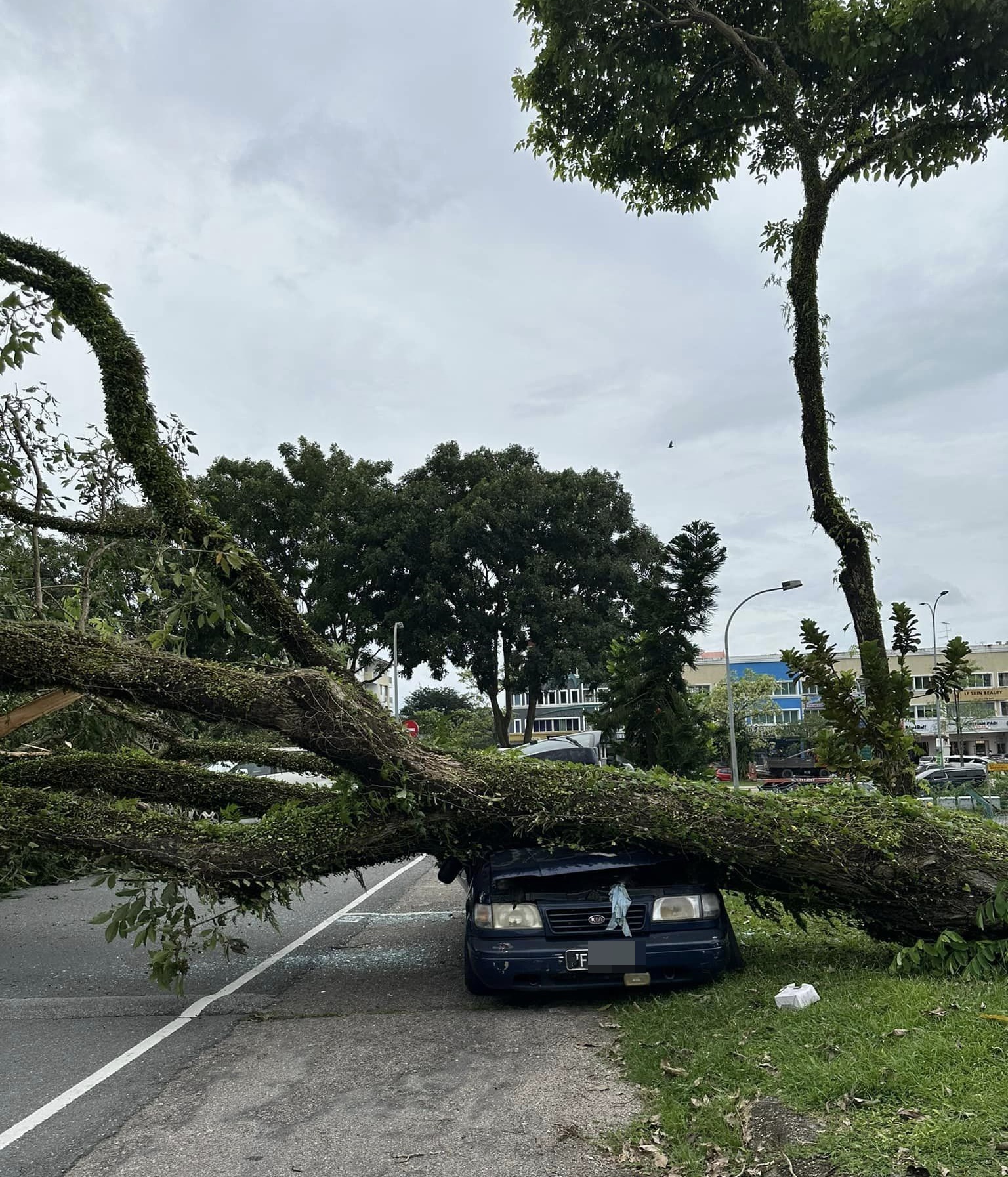 ■茂奥斯汀树倒下,压中停泊在路边的轿车。(图sky man)