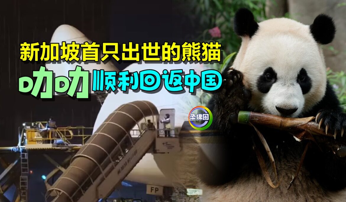 新加坡首只出世的熊猫  叻叻顺利回返中国