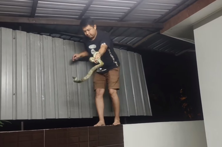 ■黄竑译捉蛇，只见蛇多次欲回头攻击。