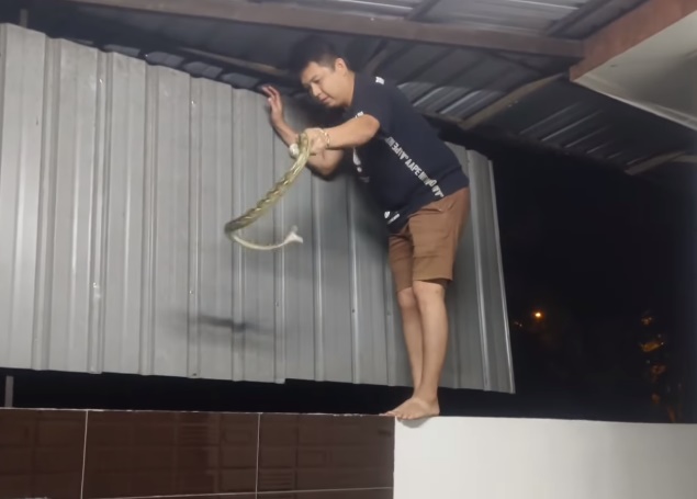 ■蛇张大口企图挣脱黄竑译的捕捉。