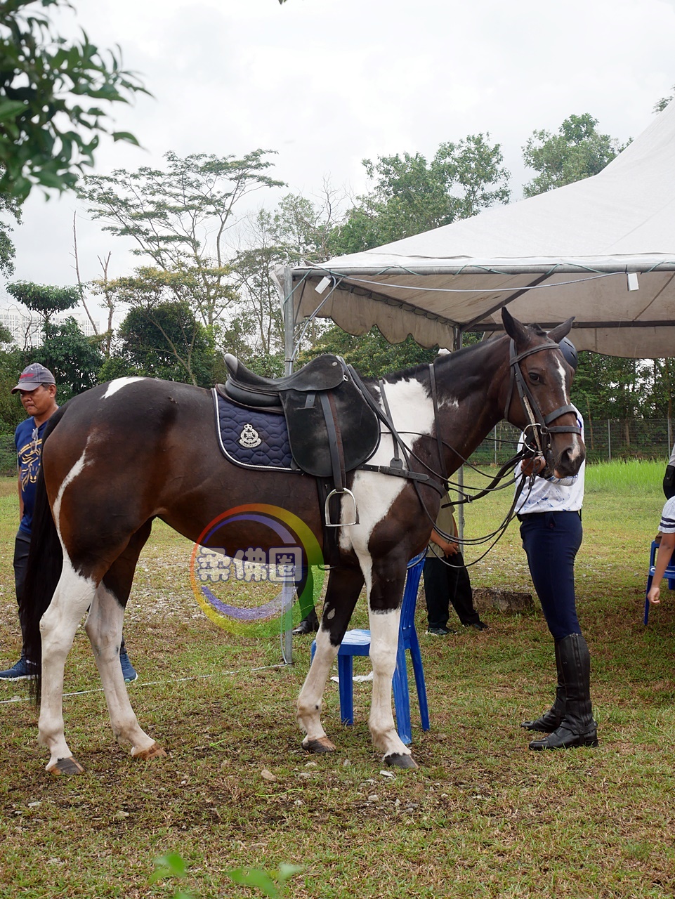 ■雌性警马Flower,是不是很漂亮?