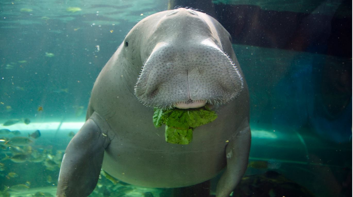 ■海草是儒艮的栖息地、庇护所和食物来源外。（图：Dugong Sanctuary）