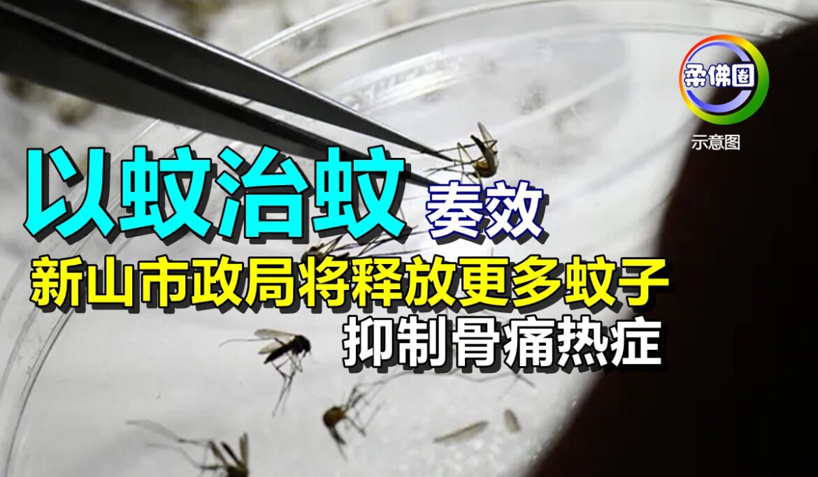 “以蚊治蚊”奏效  新山市政局将释放更多蚊子  抑制骨痛热症