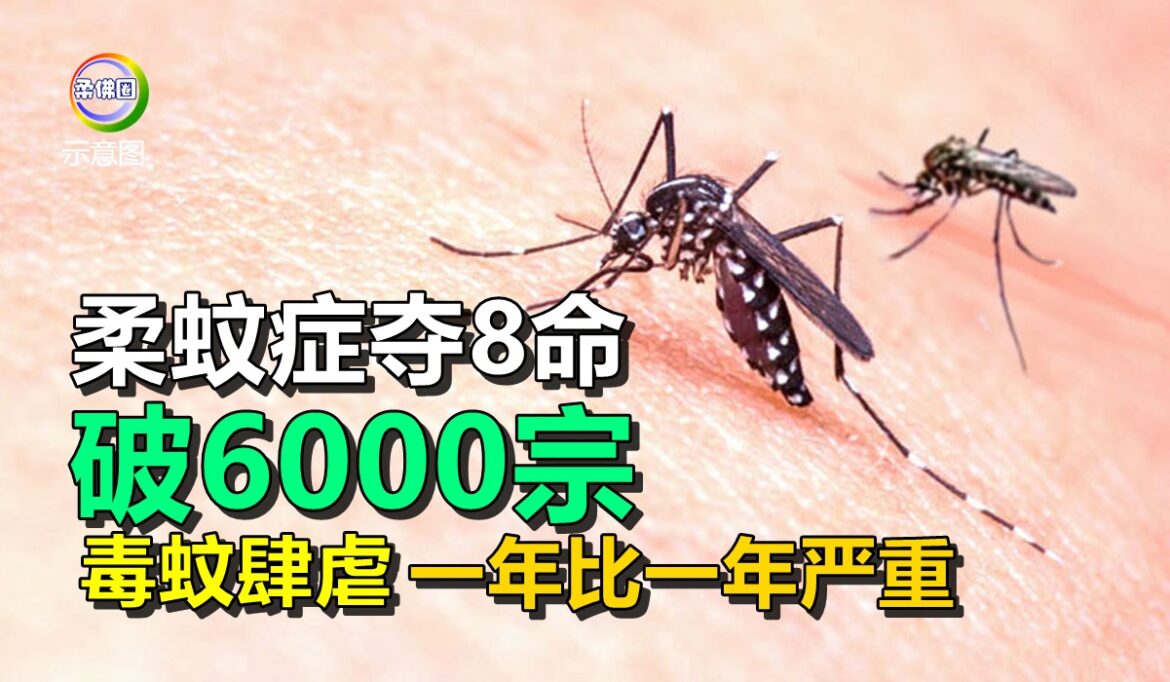 毒蚊肆虐 一年比一年严重  柔蚊症已夺8命  破6000宗