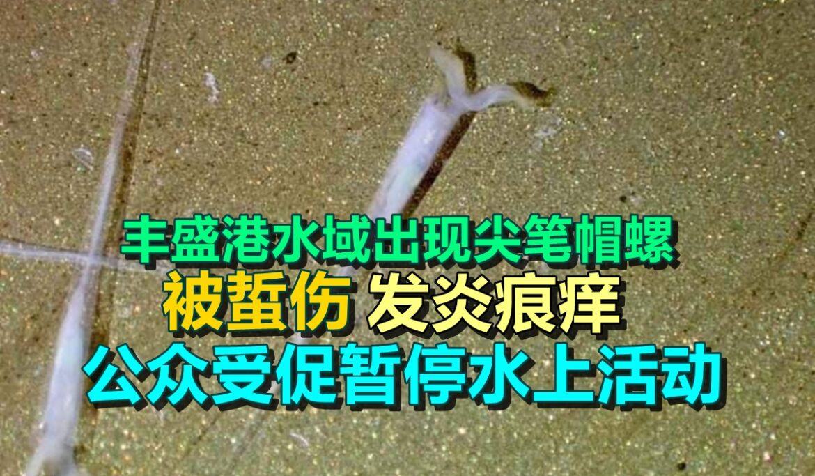 丰盛港水域出现尖笔帽螺  被蜇伤发炎痕痒  公众受促暂停水上活动