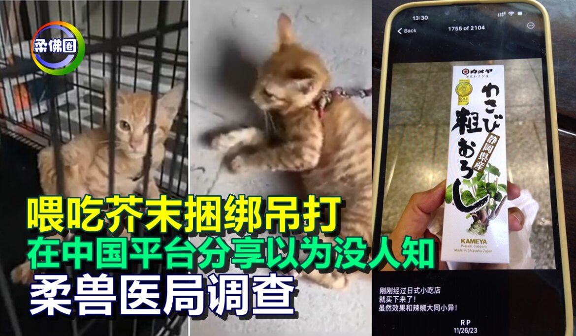 华裔青年虐猫  喂吃芥末捆绑吊打  在中国平台分享以为没人知  柔兽医局调查