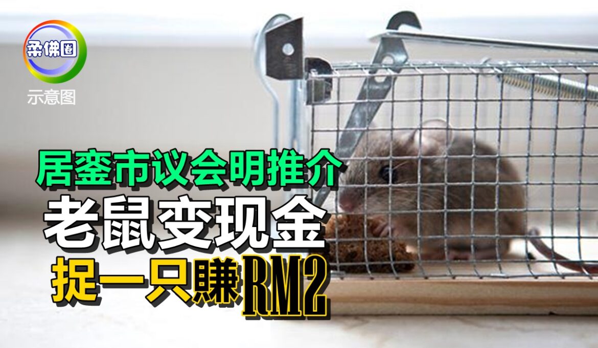 居銮市议会明推介“老鼠变现金”   捉一只赚RM2