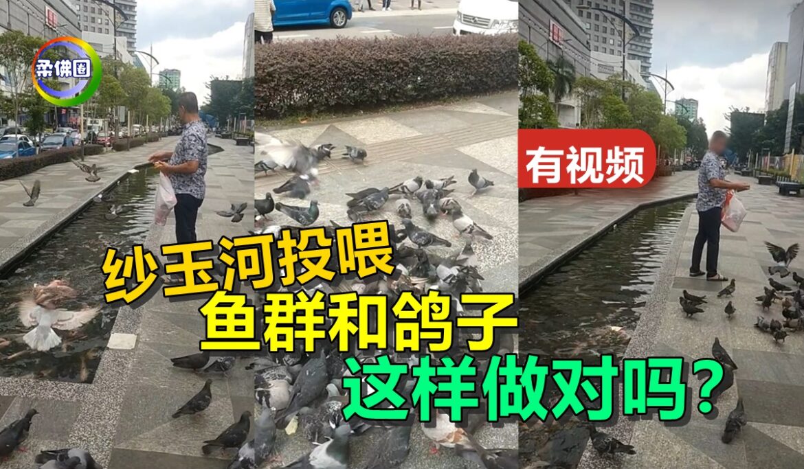 纱玉河投喂鱼群和鸽子  小心这样做对吗？