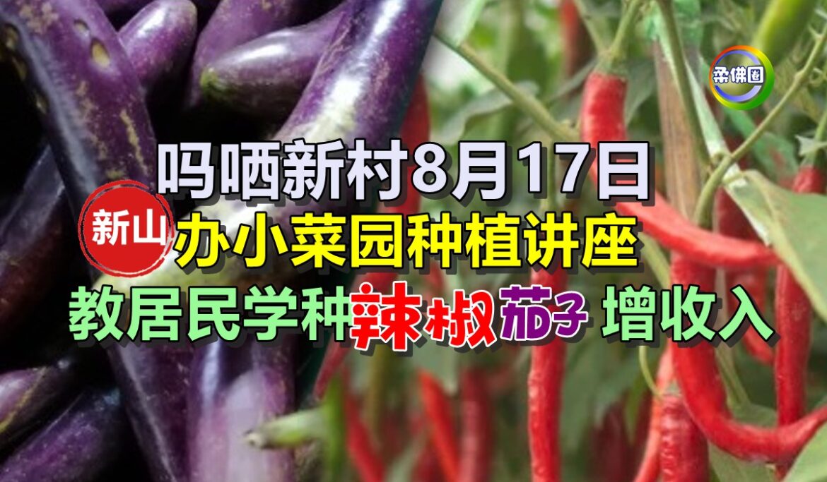 吗哂新村8月17日  办小菜园种植讲座  教居民学种辣椒茄子增收入