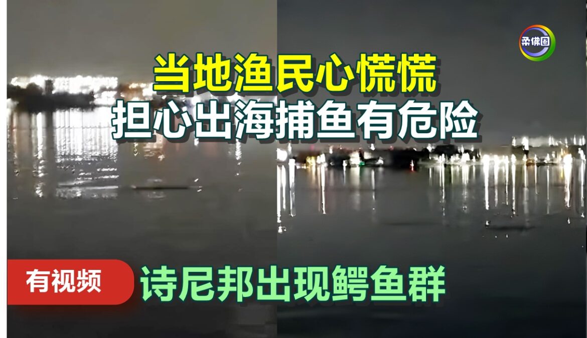 诗尼邦出现鳄鱼群   当地渔民心慌慌   担心出海捕鱼有危险