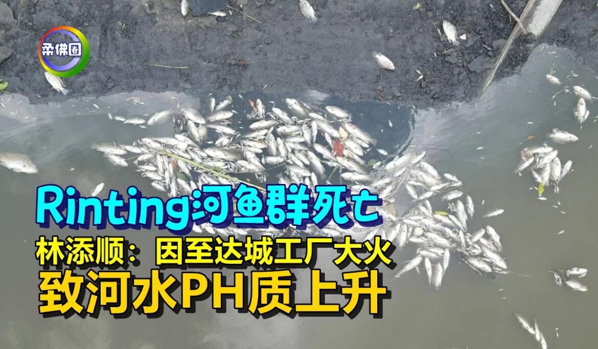 Rinting河鱼群死亡  林添顺：因至达城工厂大火  致河水PH质上升